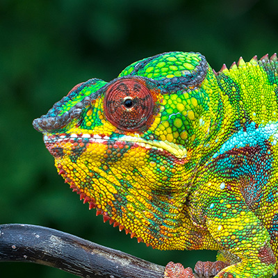 Mobiteach-Cameleon-Portrait1