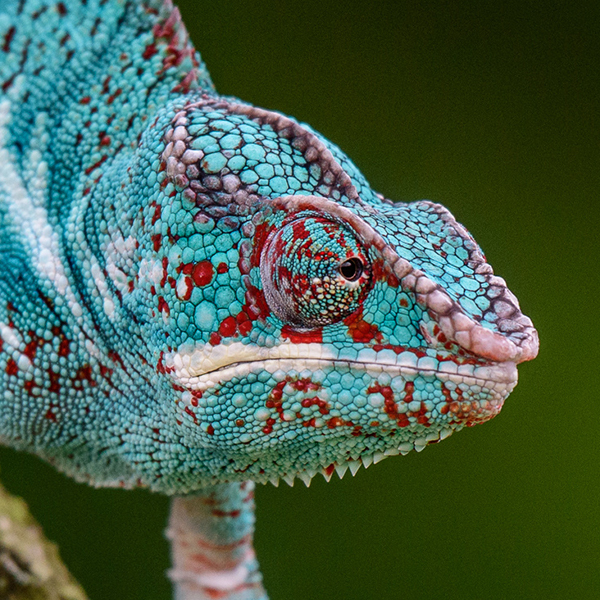 Mobiteach-Cameleon-Portrait5