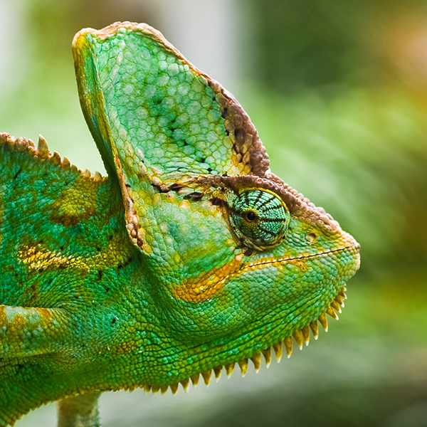 Mobiteach-Cameleon-Portrait8